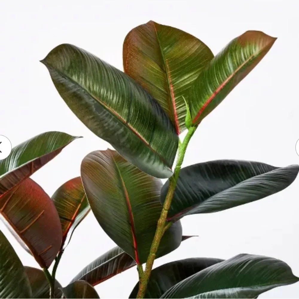 Threshold Faux Rubber Plant in White Ceramic Pot - Green and Burgundy Foliage